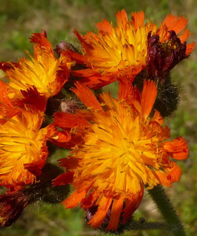 hieracium aurantiacum