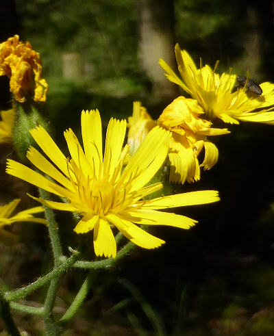 hieracium murorum