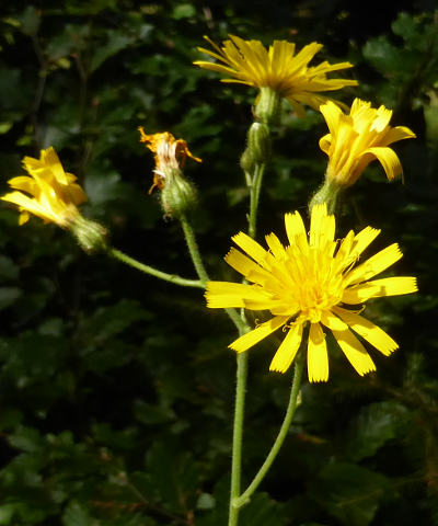 hieracium murorum