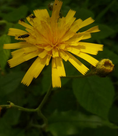 hieracium murorum