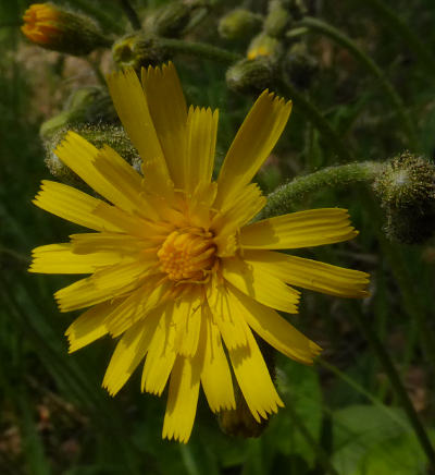 hieracium murorum