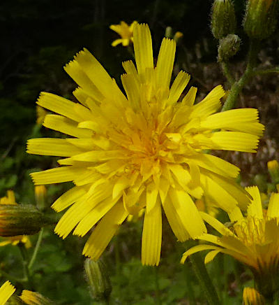 hieracium murorum