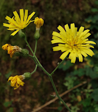 hieracium murorum