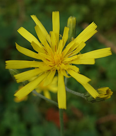 hieracium murorum