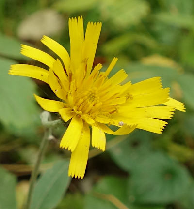 hieracium murorum