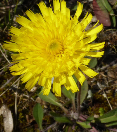 hieracium pilosella