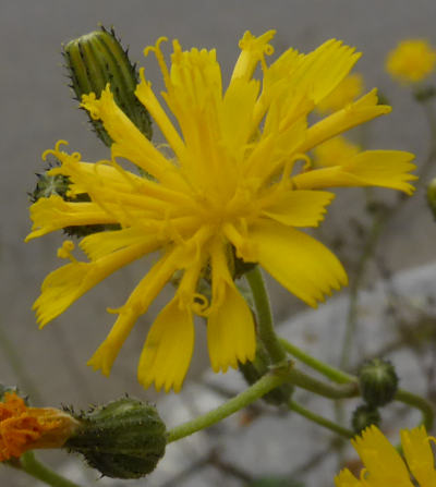 hieracium piloselloides