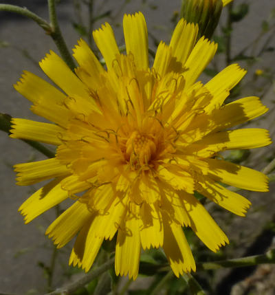 hieracium sabaudum