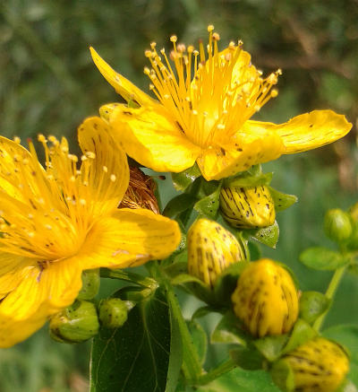 hypericum maculatum