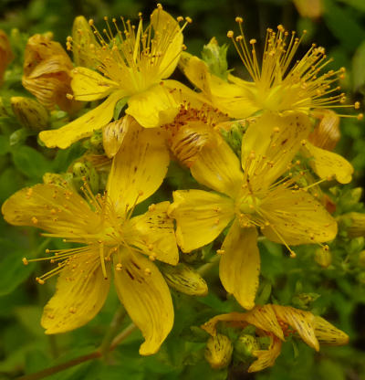 hypericum maculatum