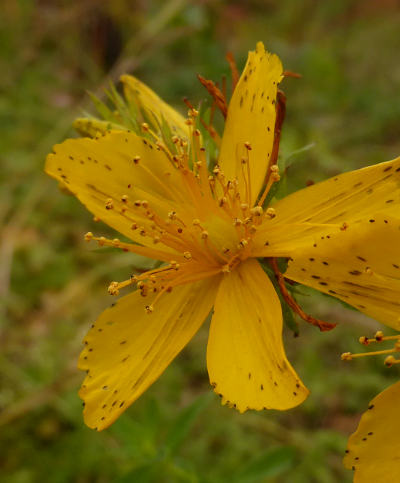 hypericum maculatum