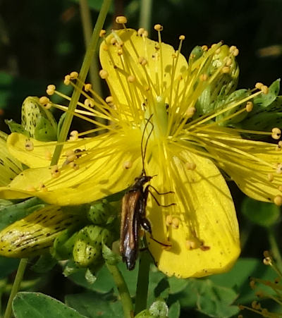 hypericum maculatum