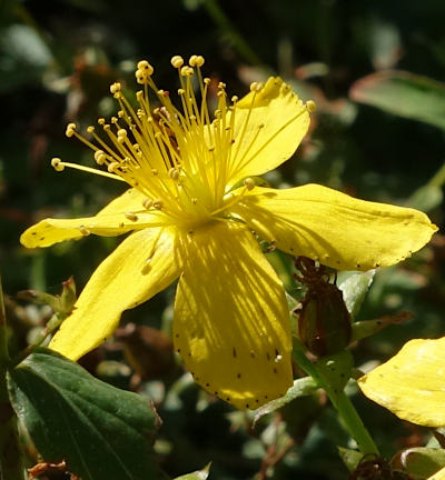 hypericum maculatum