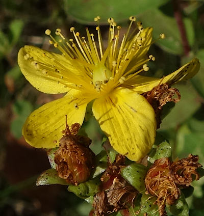 hypericum maculatum