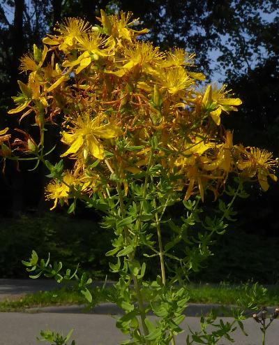 hypericum perforatum