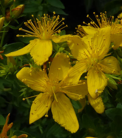 hypericum perforatum