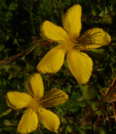 hypericum perforatum