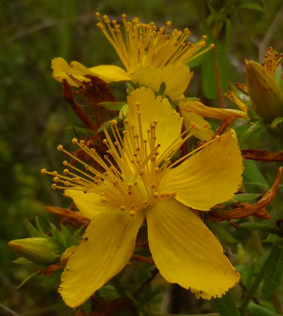 hypericum perforatum