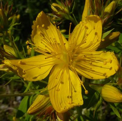 hypericum perforatum