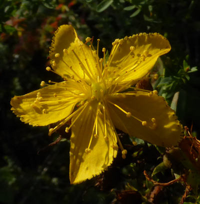 hypericum perforatum