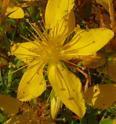 hypericum perforatum