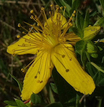 hypericum perforatum