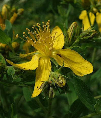 hypericum perforatum