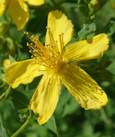 hypericum perforatum