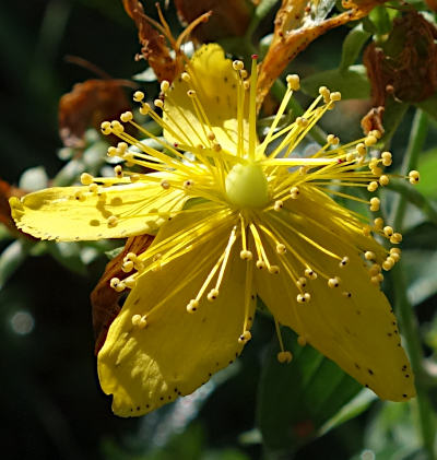 hypericum perforatum