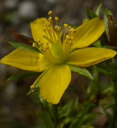 hypericum tetrapterum