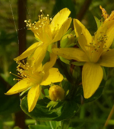 hypericum tetrapterum