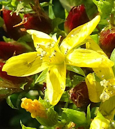 hypericum tetrapterum