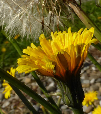 hypochoeris radicata