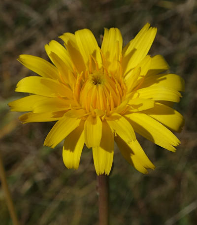 hypochoeris radicata