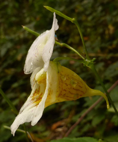 impatiens edgeworthii