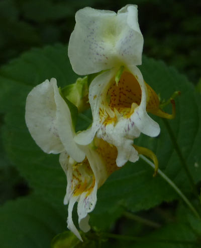 impatiens edgeworthii