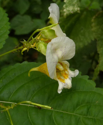 impatiens edgeworthii