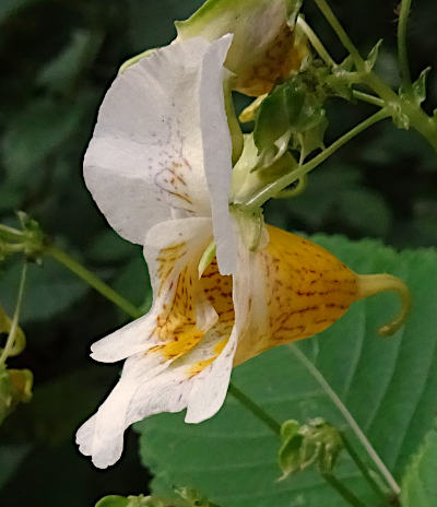 impatiens edgeworthii