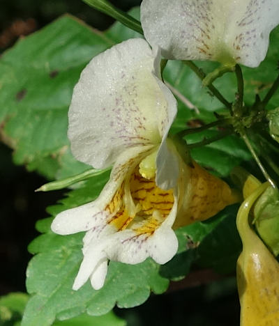 impatiens edgeworthii