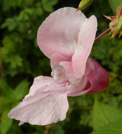 impatiens glandulifera