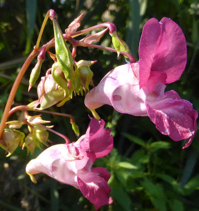 impatiens glandulifera