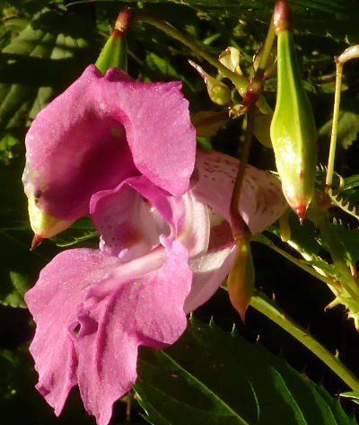 impatiens glandulifera