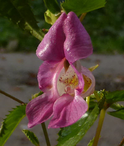 impatiens glandulifera