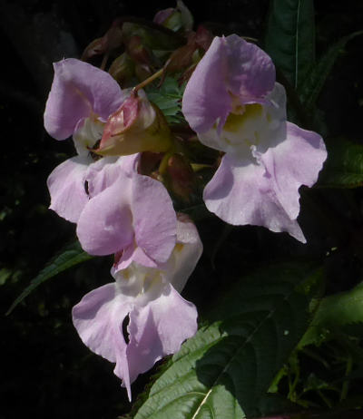 impatiens glandulifera