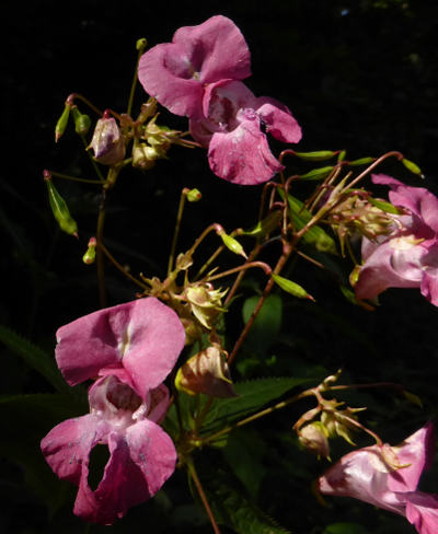 impatiens glandulifera