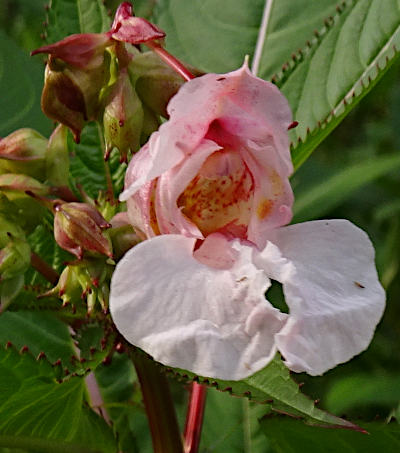 impatiens glandulifera