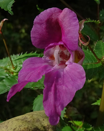 impatiens glandulifera