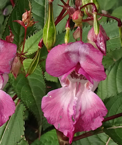 impatiens glandulifera