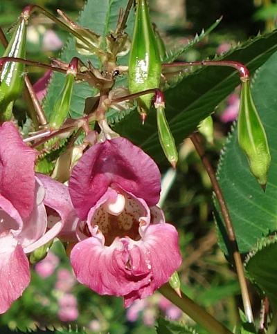 impatiens glandulifera