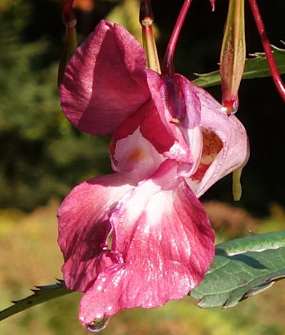 impatiens glandulifera